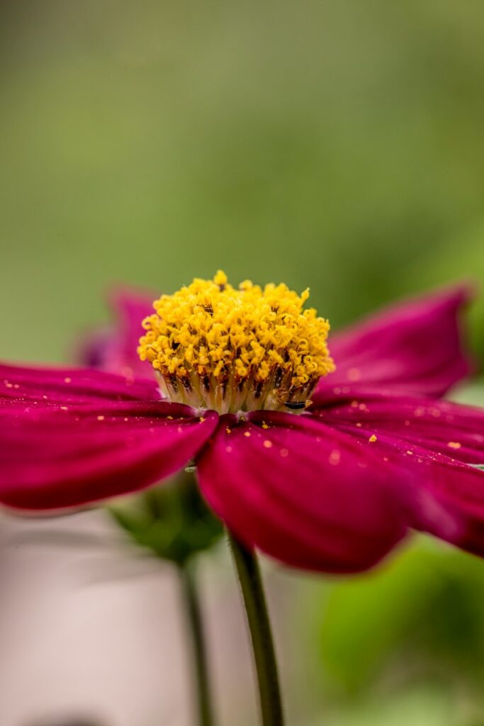 pink flower in tilt shift lens