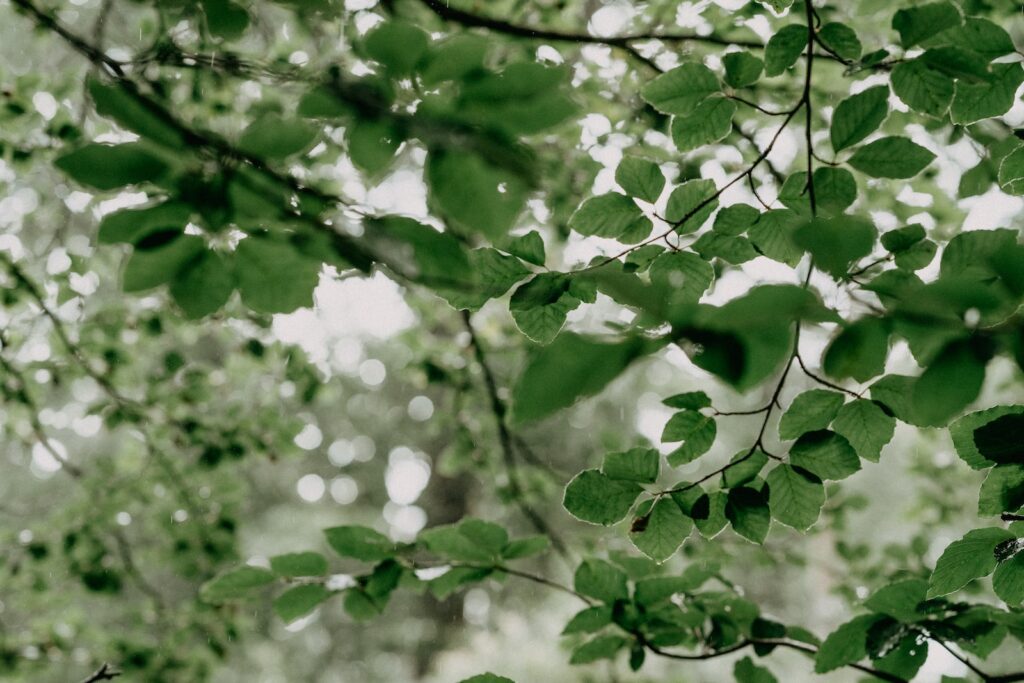 green leaves in tilt shift lens