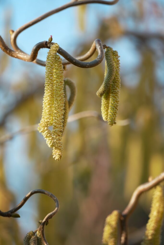 a bunch of yellow flowers hanging from a tree